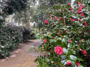 [17] Walking Back Via The Camellia Walks (IMG 5910 )