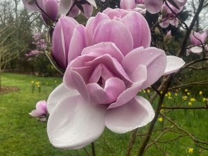 [25] Magnolia "Atlas" ( IMG 5930 )