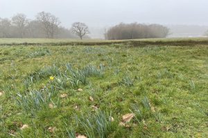 The Daffodil Field Not Yet At Its Best